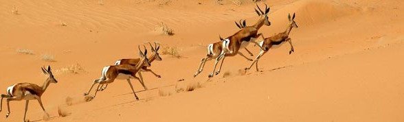  Resor till Namibia Öknen - en överblick 