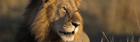 Safari