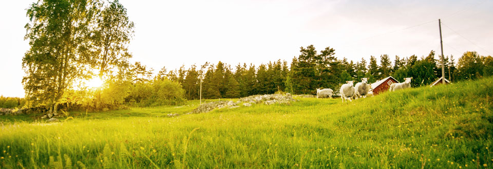 Bilden visar ett fridfullt landskap med gröna fält, träd och får i kvällssolen.
