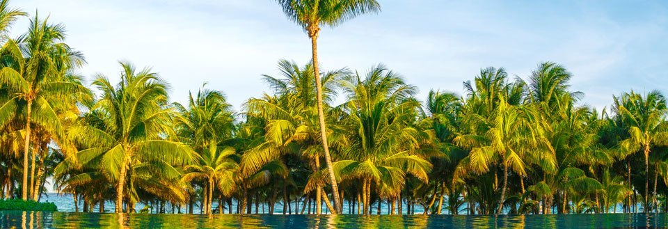 Tropiskt paradis med frodiga palmträd längs vattnet under klar blå himmel.