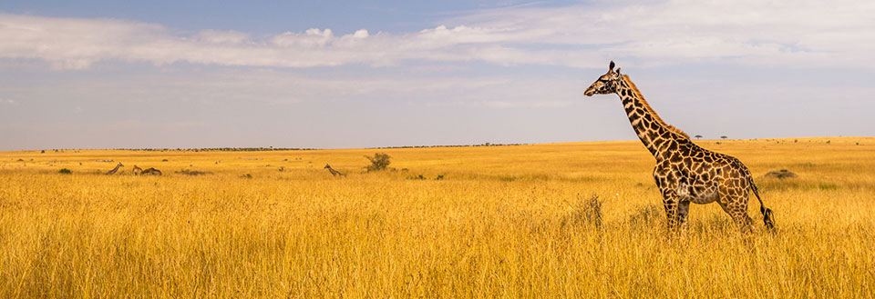 Ensam giraff går genom savann med gult gräs under vidsträckt himmel.