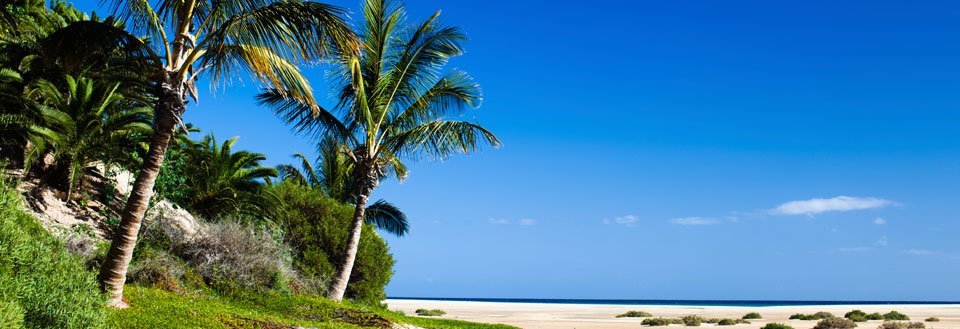 Tropiskt strandlandskap med höga palmer mot en klarblå himmel.