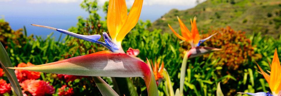 Ett blomstrande paradis med färgstarka paradisfågelblommor i förgrunden och en klarblå himmel.