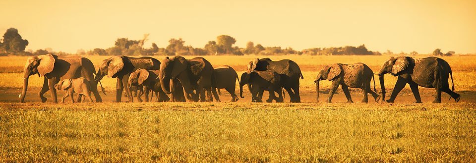 En hjord av elefanter vandrar över savannen i det gyllene solljuset.