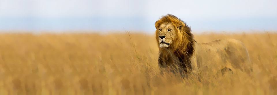 En majestätisk lejon står i det gyllene gräset på savannen under den öppna himlen.