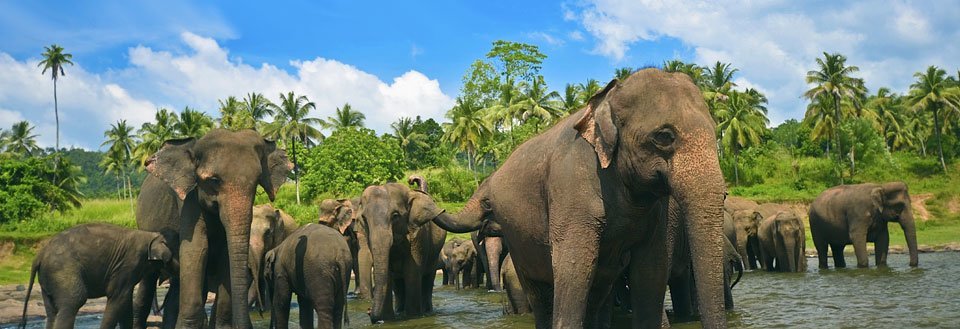 En skara elefanter befinner sig i vattnet, med gröna palmer och blå himmel i bakgrunden.