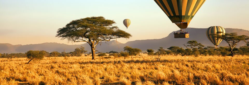 Varmluftsballonger över en savann med träd och gyllene gräs i soluppgången.
