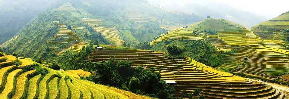 Terrasserat landskap med gröna och gyllene risfält på bergen.