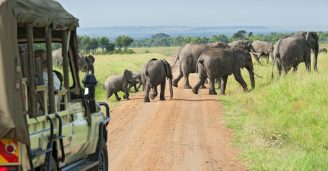 Funderar du på att fara iväg på safari i Afrika? Läs goda råd från tre experter