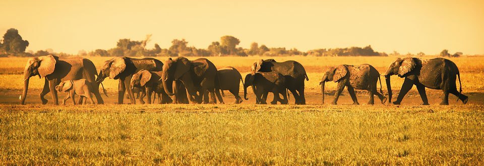 Resor till Botswana