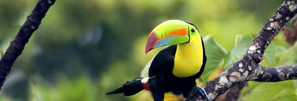 Resor till Costa Rica
