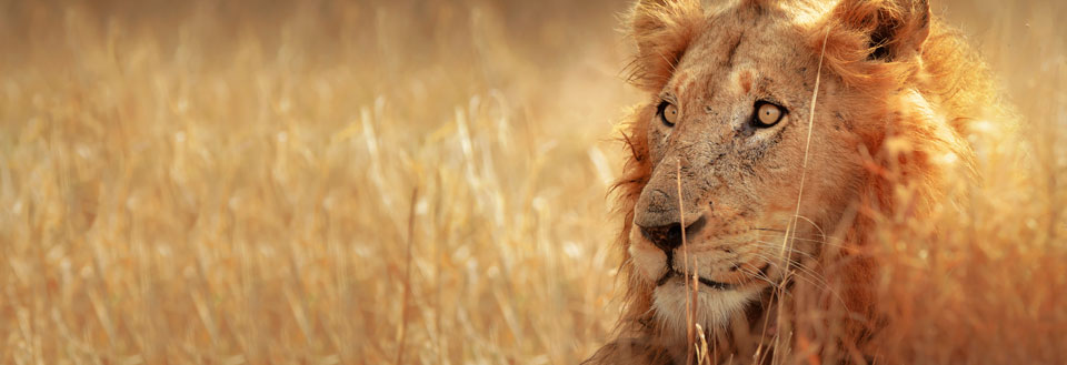 Safari