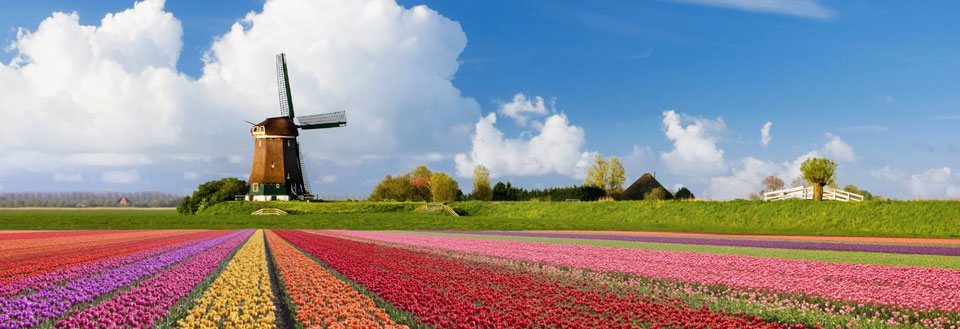 Ett pittoreskt landskap med en klassisk väderkvarn omgiven av färgglada tulpanfält under en klarblå himmel.