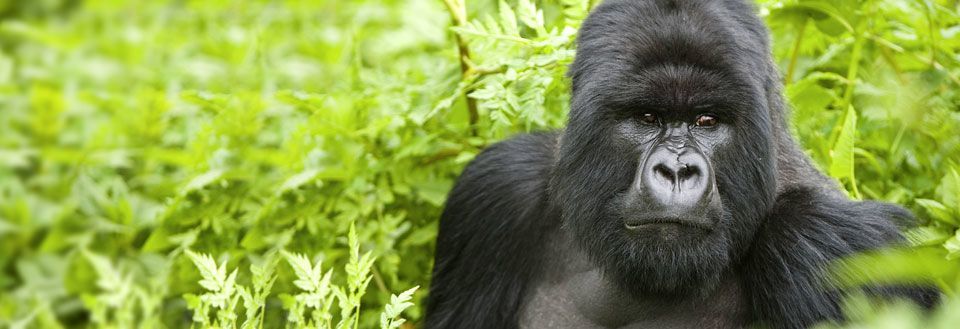 Klimat Uganda